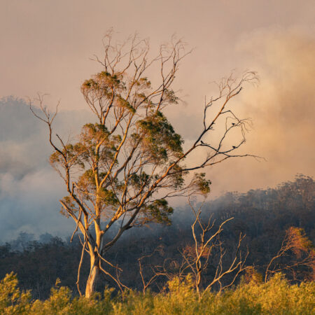 Shot of a tree in front of bushfire smoke at Fingal, Tasmania
